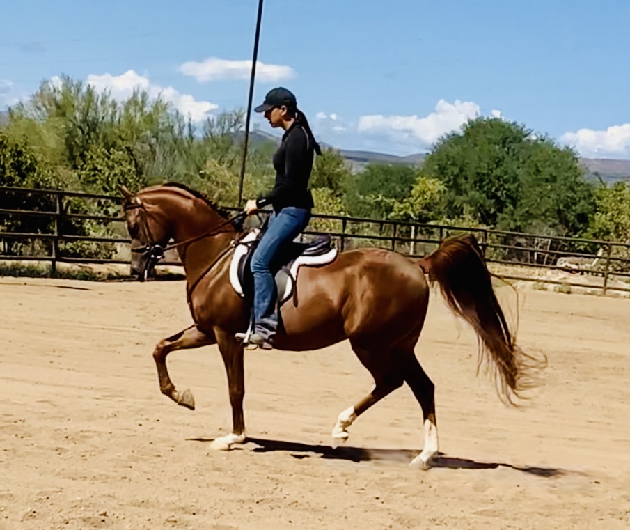 Culbreth Equine